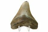 Fossil Megalodon Tooth - North Carolina #161445-2